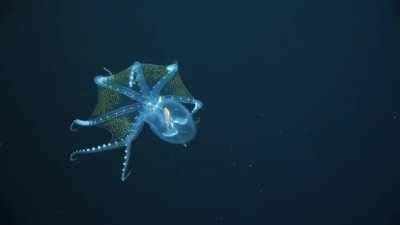 The glass octopus (Vitreledonella richardi) is a very rarely seen cephalopod found in tropical and subtropical waters around the world. The species gets its name from its nearly-transparent body&mdash;you can see straight through to the optic nerve, eyes and di