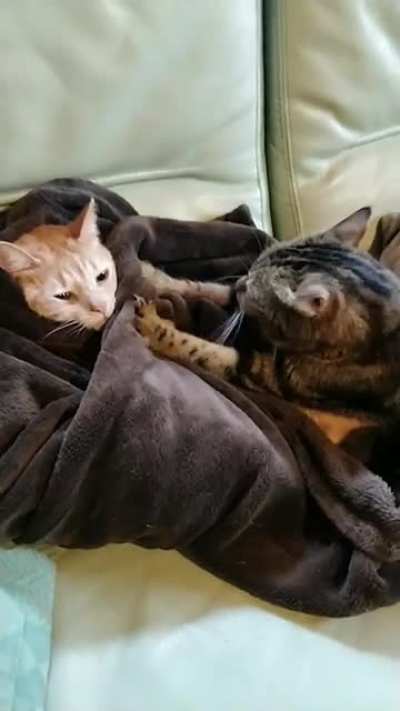 Seems comfy