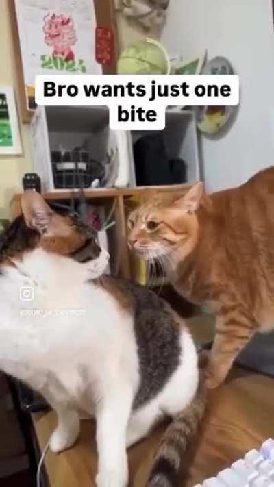He&rsquo;s Not A Pervert, He&rsquo;s Just Orange 🤷🏽