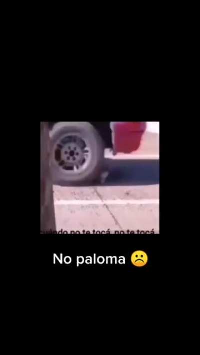 Nooo se&ntilde;or paloma 😫