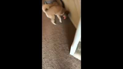 Do you like your new toy?