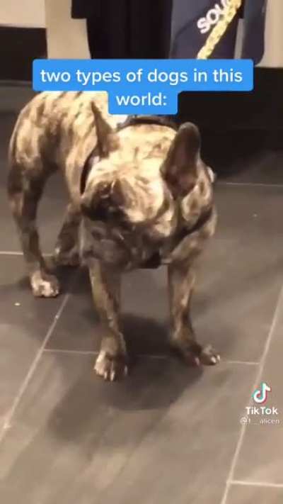 Didn&rsquo;t miss a single beat, get this dog an album