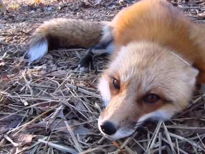 Fox noises