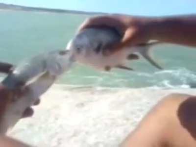 Peces hot