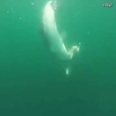 Shark fight time