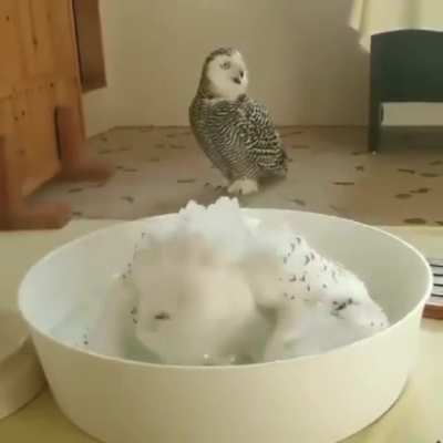 Greg, you got to see this shit
