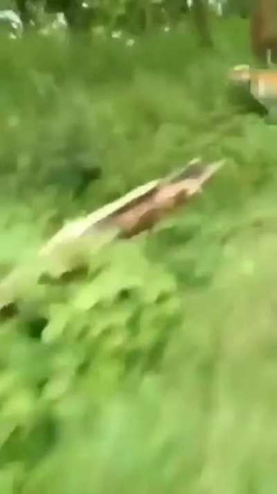 Biker dodge a chasing tiger.