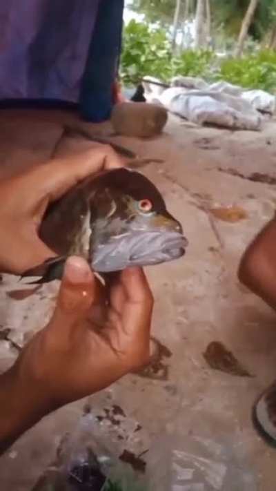 an interesting fish