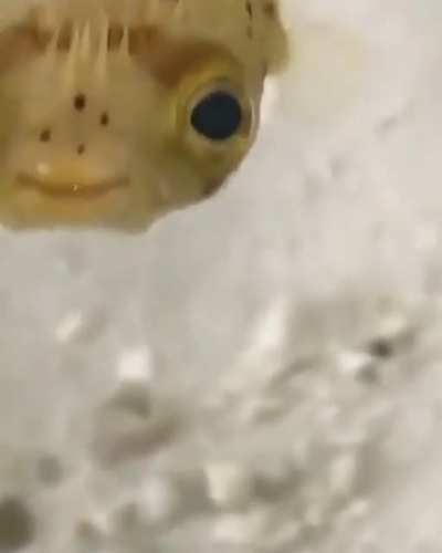 Fishy:)