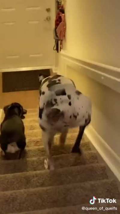 Big dog problems