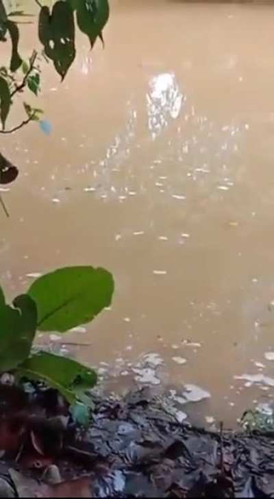 A neat tutorial on river safety protocol by Sabahan !