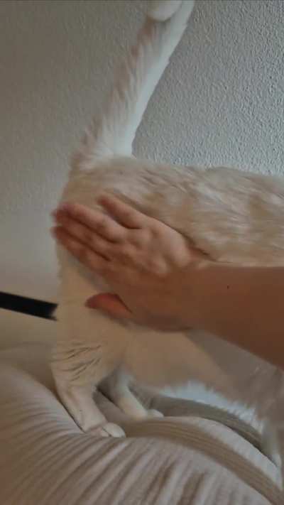 Soft and fluffy bongos