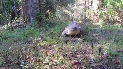 Cuban Crocodile &ldquo;Chiquita&rdquo; galloping like a dog, on command.