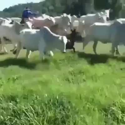 Melhor berrante n&atilde;o existe.
