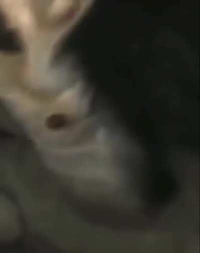 Alle gr&uuml;&szlig;en die Katze