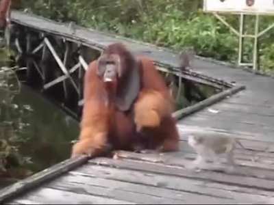 Dont mess with the monkey.