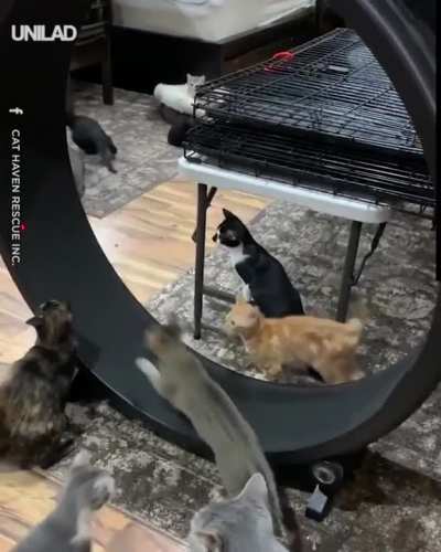 touch tha lazer