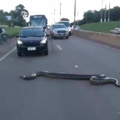 My Anaconda Don't Want None...