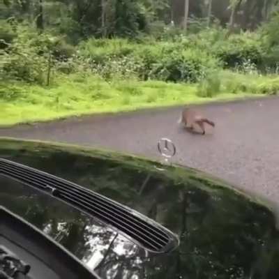 Momma saving her kid (not my video)