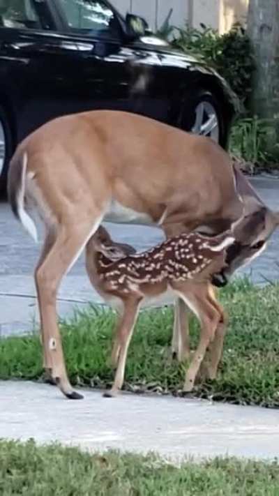 Another of my neighborhood animal encounters