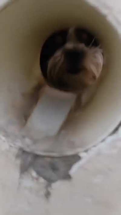 You thought this pipe is gonna hold me back 