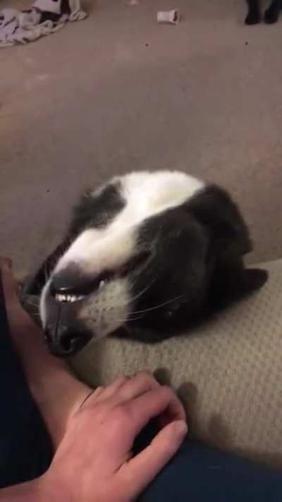 Why no pets, human?