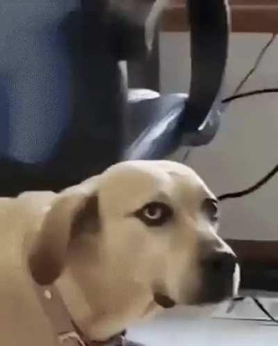 confused dog with owner who cast hallucinate on himself