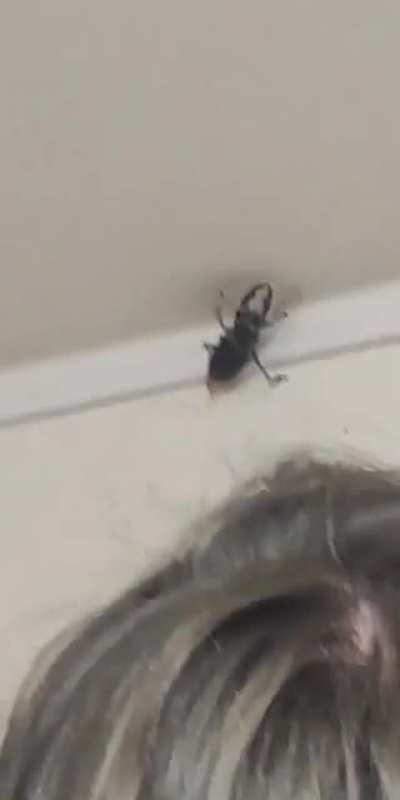 Stag Beetle started a battle