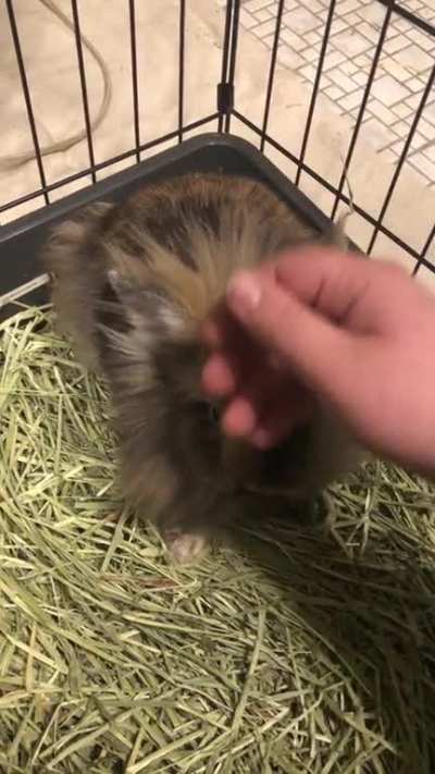 He&rsquo;s a sweetie to humans just doesn&rsquo;t want to get along with his brothers and sisters.