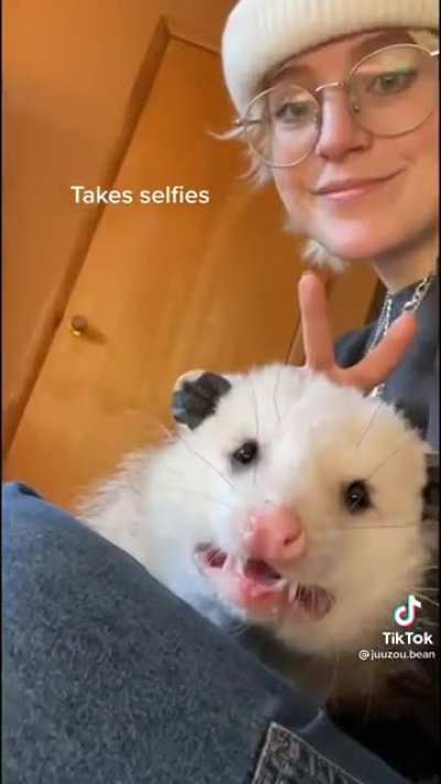 Orphaned opossum