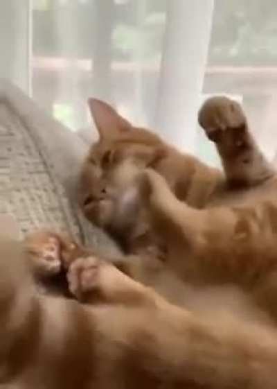 I'll just clean my paw here ...