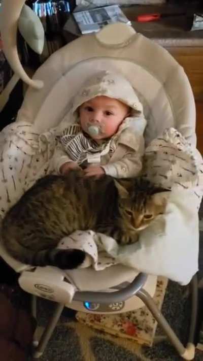 Baby making biscuits on a cat