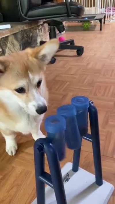 Maple’s progress with the mad scientist toy!