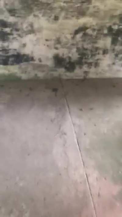 778