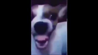 Dog Laughing Meme Original 1080p