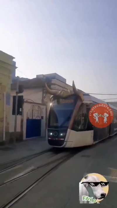🐂 🚉 