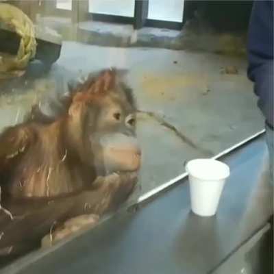 An orangutang&rsquo;s reaction to a trick
