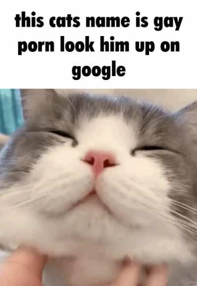 My cat
