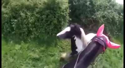 Stallion Attack!