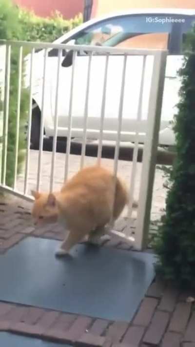 Cat is pissed!