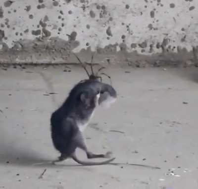 King of the spiders