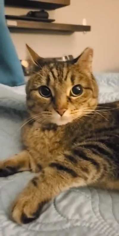 Just trying to show the world how cute of a kitty she is