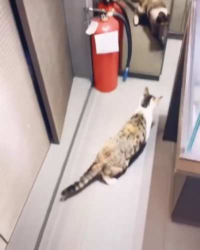 Cat goes jump