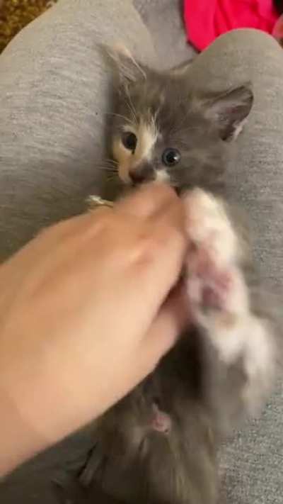 New rescue baby in foster care, 5 weeks old! She doesn&rsquo;t have a name yet but she&rsquo;s already doing great !