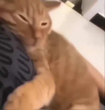 cat 🥺