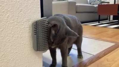 Got my housemate a self groomer as a half year gift for her.