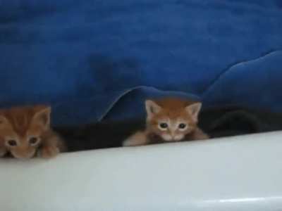KiTtY tRiEs tO eScApE fRoM eViL BaThTuB