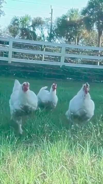 hot chicks