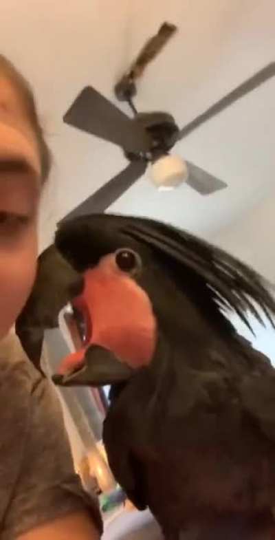 THE MOST GENTLE COCKATOO