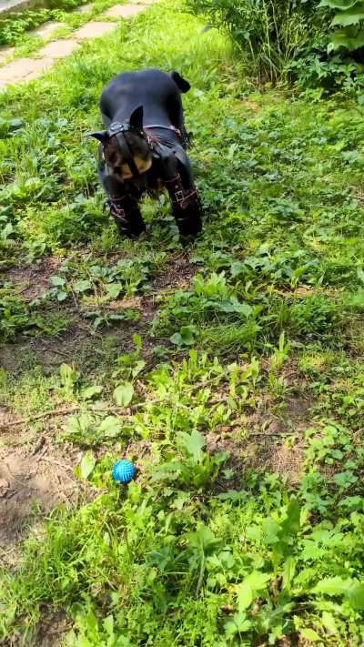 This puppy just wants Master to play fetch with her 🐶 [OC]